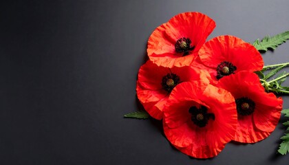 Stunning Red Poppies Black Background