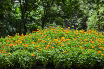 Obraz premium Flower garden in Gia Dinh park, Ho Chi Minh city