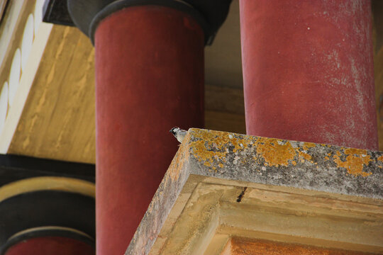Sparrow near the columns of the Palace of Knossos. Archaeological museum on Crete island. Crete, Greece