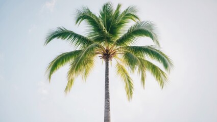Obraz premium Single palm tree against a light sky. Tropical nature scene with lush leaves and tall trunk. Outdoor scenery with natural greenery.