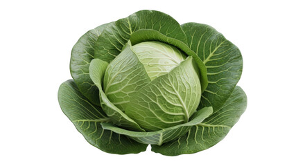 Obraz premium Fresh Green Cabbage Healthy Vegetable for Cooking and Eating