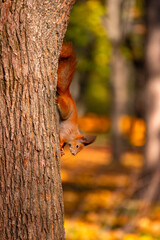 Wild Eurasian red squirrel clinging to tree trunk in autumn park. Cute forest animal with fluffy tail and tufted ears climbing down the bark. Wildlife in natural environment with colorful fall backgro