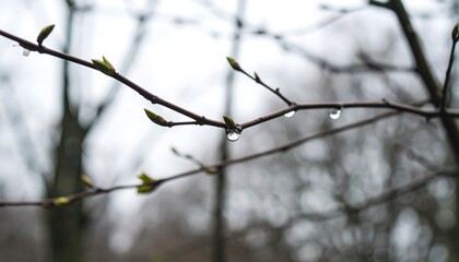 Dewy branches in spring