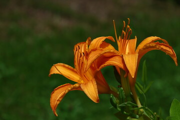 Obraz premium 恋忘れ草