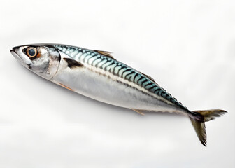 Naklejka premium mackerel on white background