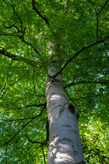 Looking up at a tall birch tree trunk with white bark and green leafy canopy above. Low-angle perspective of a majestic tree with spreading branches against bright foliage