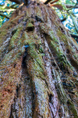 Close-up view of moss-covered tree bark with rich textures and natural patterns in a forest environment. Detailed macro photography reveals intricate surface details