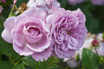 Close-up of garden roses. Flowerbed with pink roses