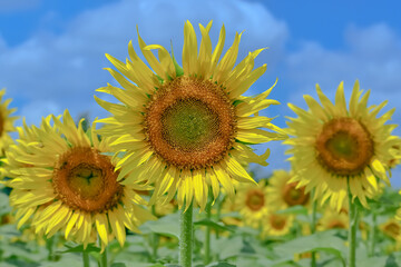 ヒマワリの花（Sunflower）