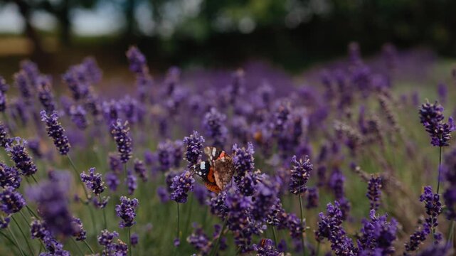 Red admiral butterfly gracefully flying over vibrant lavender field, delicately sipping nectar from purple blossoms under bright summer sunlight. Red admiral butterfly gliding across lavender field