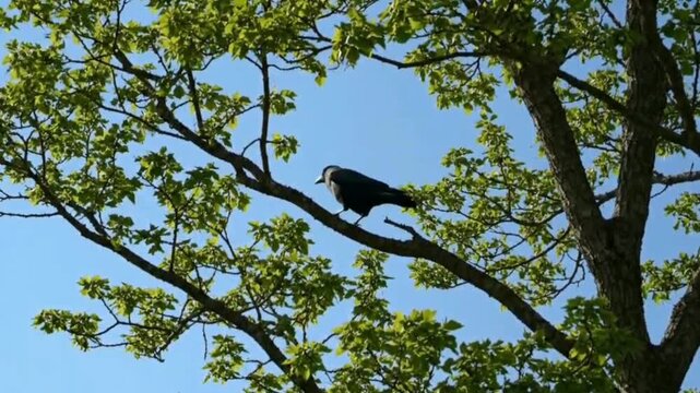 Majestic crow perched on a sunlit tree branch against a clear blue sky, symbolizing nature's beauty and freedom.