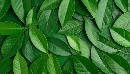 Obraz premium Lush green foliage arranged in a dense, overlapping pattern on a dark green background