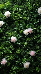 green plant wall decorated with white and pink peony flowers