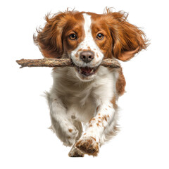 Energetic Dog Running with Stick in Mouth on Transparent Background