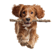 Playful Dog Jumping with Stick in Mouth Against Transparent Background