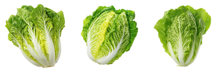 Fresh Romaine Lettuce Heads Isolated on Transparent Background Fresh Produce
