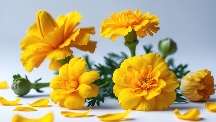 Bright yellow marigold flowers with green buds and leaves, showcasing vibrant blossoms and scattered petals on a light background.