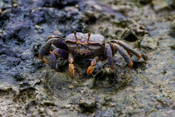 Close-up of a (Uca Tangeri) Fiddler Crab on a rocky surface, showcasing its detailed texture and colors.