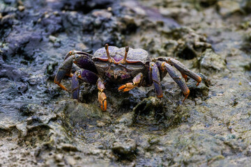 Close-up of a (Uca Tangeri) Fiddler Crab on a rocky surface, showcasing its detailed texture.