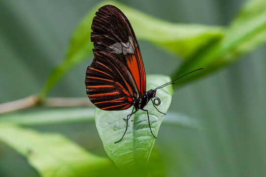 A close-up of a Heliconius Doris butterfly (Doris Lonwing Butterfly) perched on a green leaf, showcasing its vibrant orange and black wings - Powered by Adobe