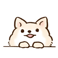 ポメラニアン