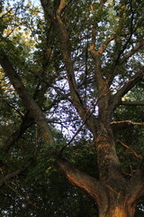A dense, sturdy tree with thick, green foliage close-up in the soft sunlight of the setting sun.