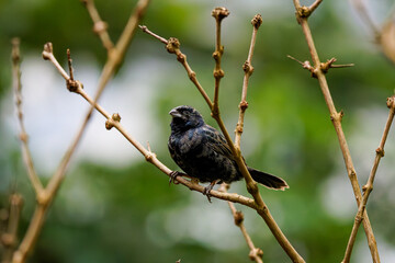 A small black bird blue-black grassquit (volatinia jacarina) perched on a bare branch with a blurred green background.