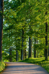 Peaceful tree-lined country road with lush green canopy and dappled sunlight filtering through. Scenic rural pathway bordered by mature trees, creating a natural tunnel effect