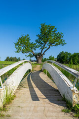 Wooden boardwalk bridge with railings directing toward a large mature tree in a grassy meadow setting. Beautiful countryside pathway under cloudless blue heavens.