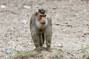 A Southern pig-tailed macaque (Macaca Nemestrina) standing on a rocky terrain, looking alert.