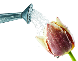 A realistic metal watering can pouring a stream of water onto a blooming tulip flower