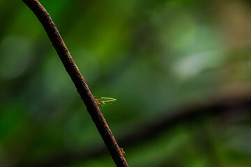 Fungus-growing ants (tribe Attini) carrying a leaf on a branch with a blurred green background.