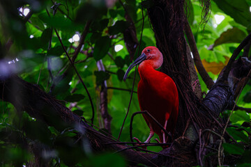 A Scarlet ibis (Eudocimus Ruber) perched in lush green jungle foliage.