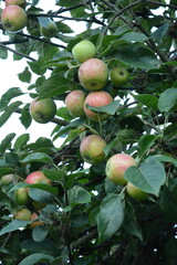 Cluster of ripening apples on a tree branch, surrounded by green leaves. The fruit shows a mix of green and red, suggesting the coming autumn harvest.