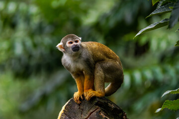 A Peruvian Squirrel monkey (Saimiri Boliviensis Peruviensis) perched on a tree stump in a lush green forest.