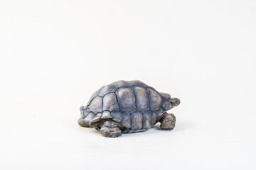 Galapagos giant tortoise on isolated background