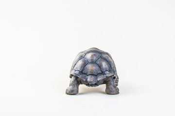 Galapagos giant tortoise on isolated background