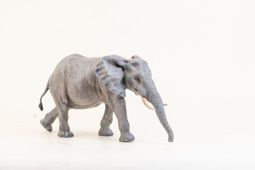 Fototapeta premium African elephant on isolated background