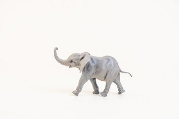 Obraz premium African elephant on isolated background