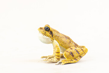 frog on isolated background