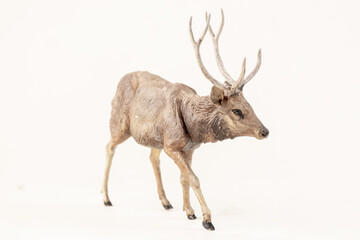 deer animal on isolated background
