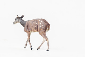 deer animal on isolated background