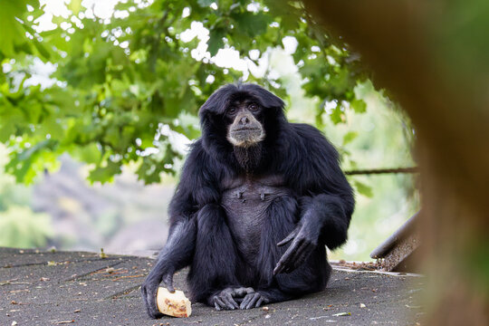 A black-furred Symphalangus syndactylus, siamang sitting on a rooftop holding a piece of food. A big Gibbon ape.