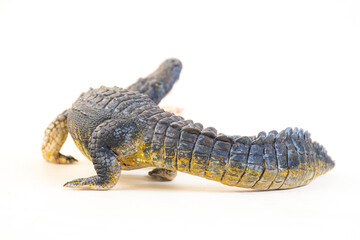 Nile crocodile animal on isolated background