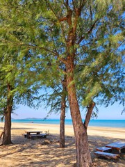 Peaceful Shores Under Whispering Pine Trees.A tranquil seaside escape where tall pine trees meet the golden sand. This picturesque view captures a peaceful moment of solitude and relaxation. 