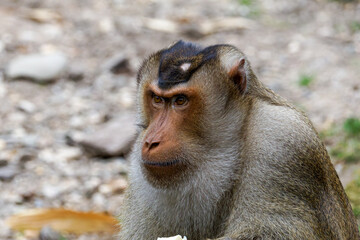 Close-up of A Southern pig-tailed macaque (Macaca Nemestrina) with a focused expression in a natural setting.