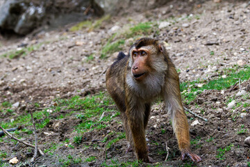 A Southern pig-tailed macaque (Macaca Nemestrina) standing on a grassy and rocky terrain.