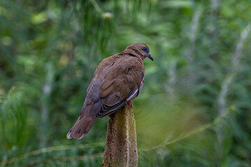 A brown dove White-winged dove, zenaida asiatica perched on a tree stump in a lush green forest.