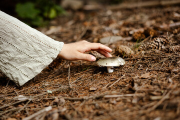 Female hand touching green russula mushroom in forest closeup.