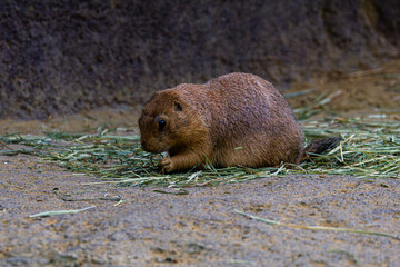 A (Cynomys Ludovicianus) Black-tailed prairie dog eating grass in a natural habitat.